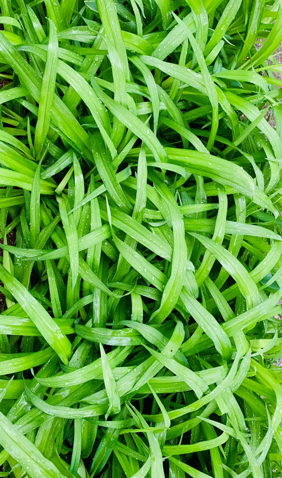 IMG_5285.jpg?type=w966