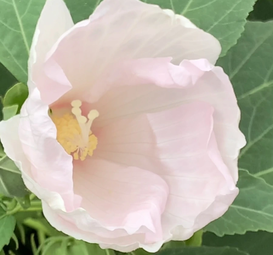 IMG_6045.jpg?type=w966