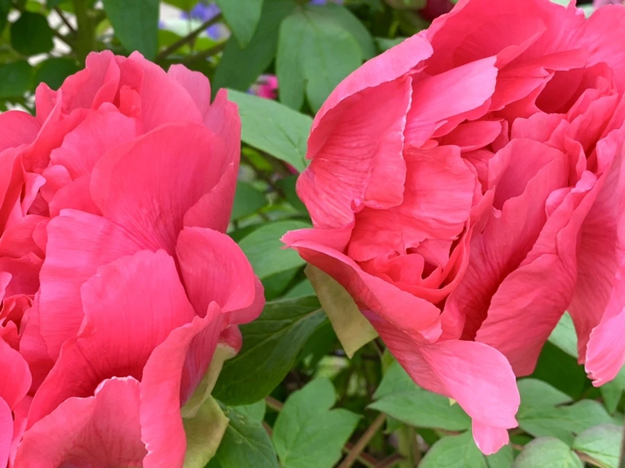 IMG_9103.jpg?type=w966