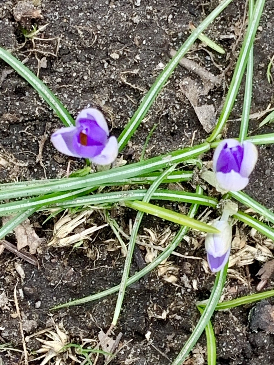 IMG_7086.jpg?type=w966