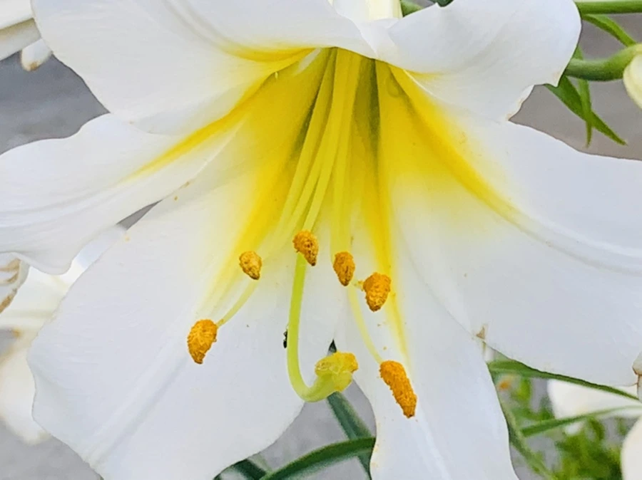 IMG_5940.jpg?type=w966