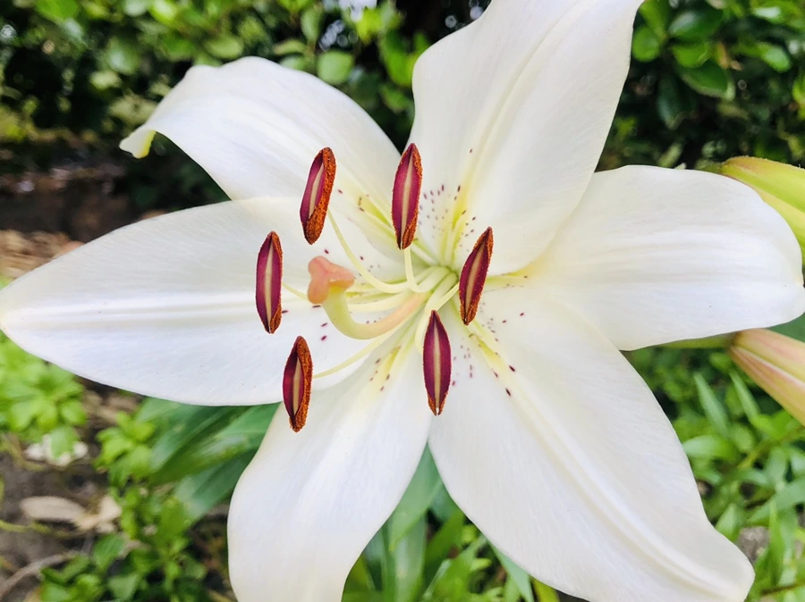 IMG_9785.jpg?type=w966