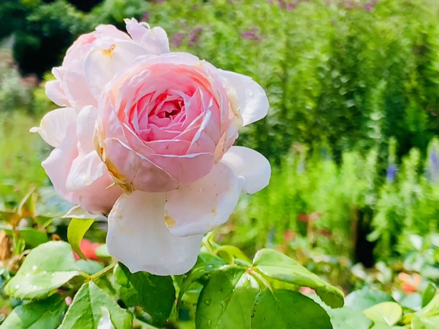 IMG_8480.jpg?type=w966