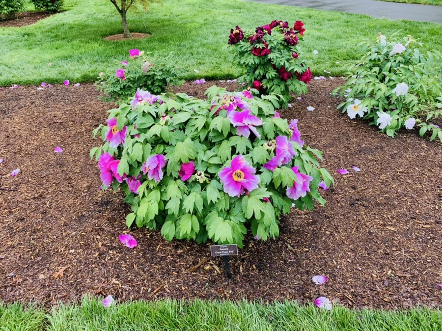 IMG_9950.jpg?type=w966