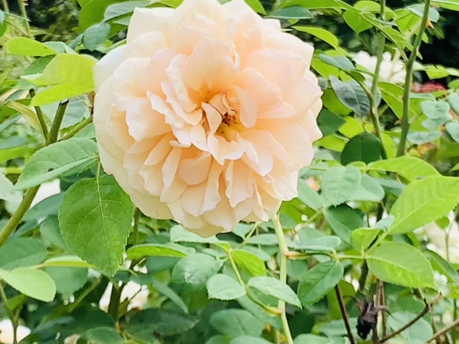 IMG_4975.jpg?type=w966