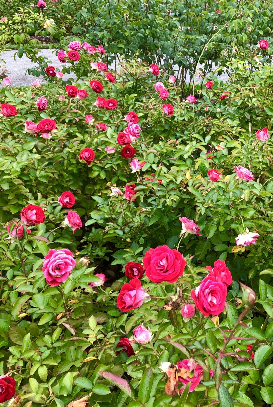 IMG_2261.jpg?type=w966