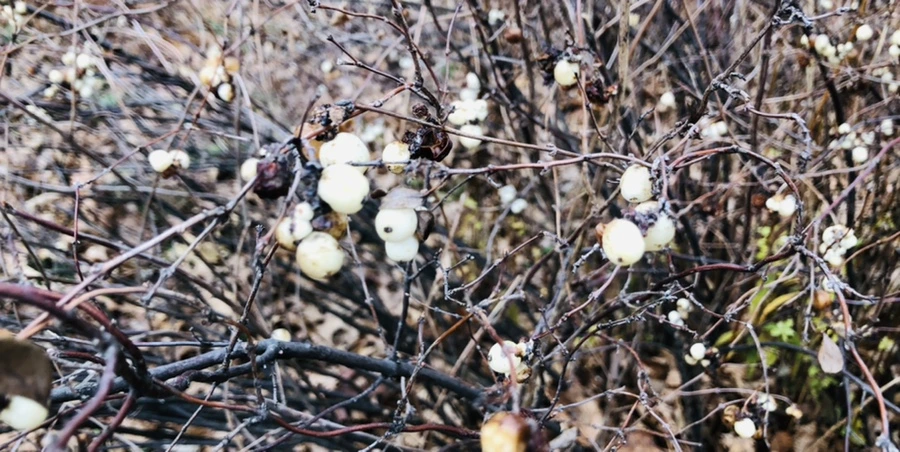 IMG_0067.jpg?type=w966