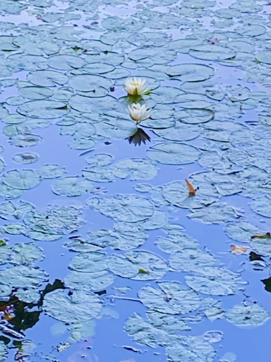 IMG_1033.jpg?type=w966