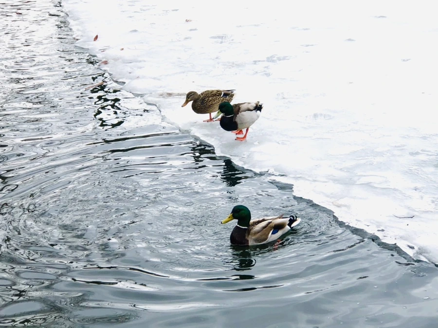 IMG_6287.jpg?type=w966