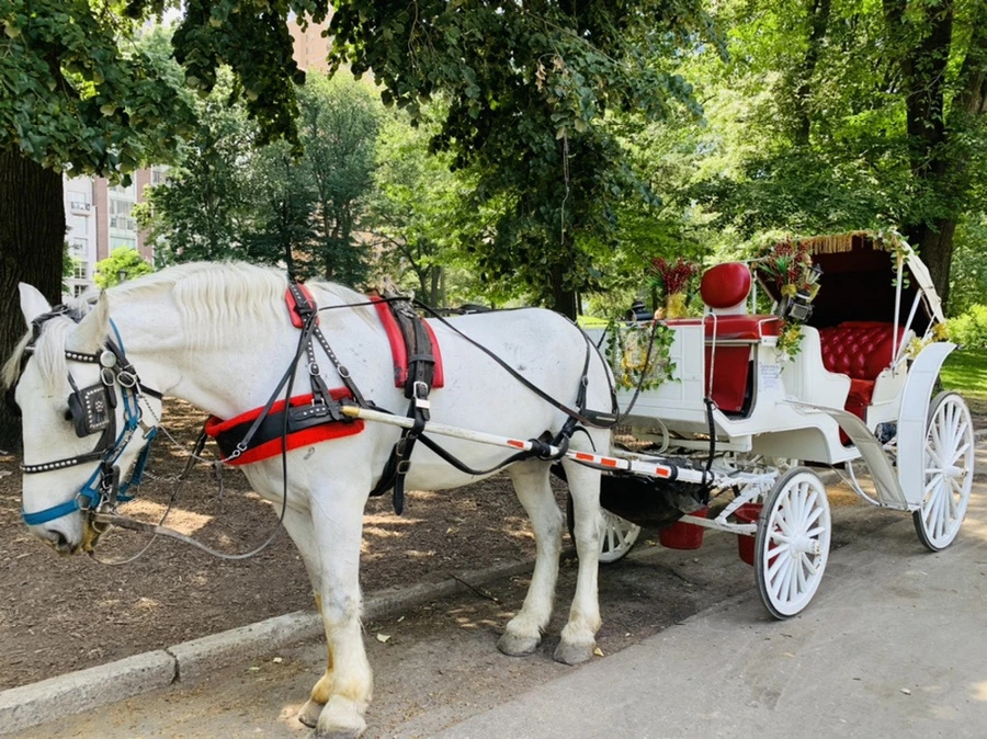 IMG_4920.jpg?type=w966