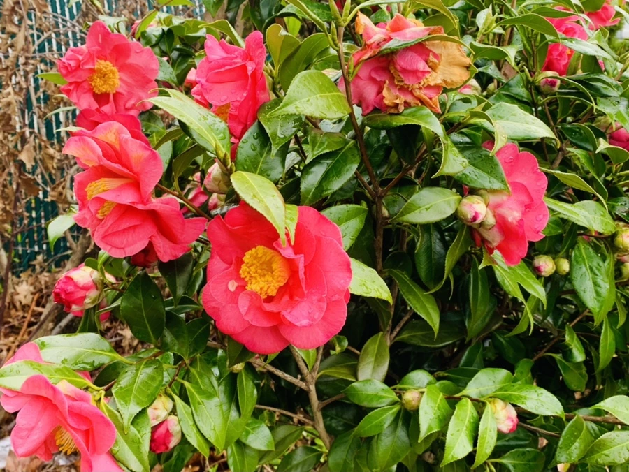 IMG_6229.jpg?type=w966