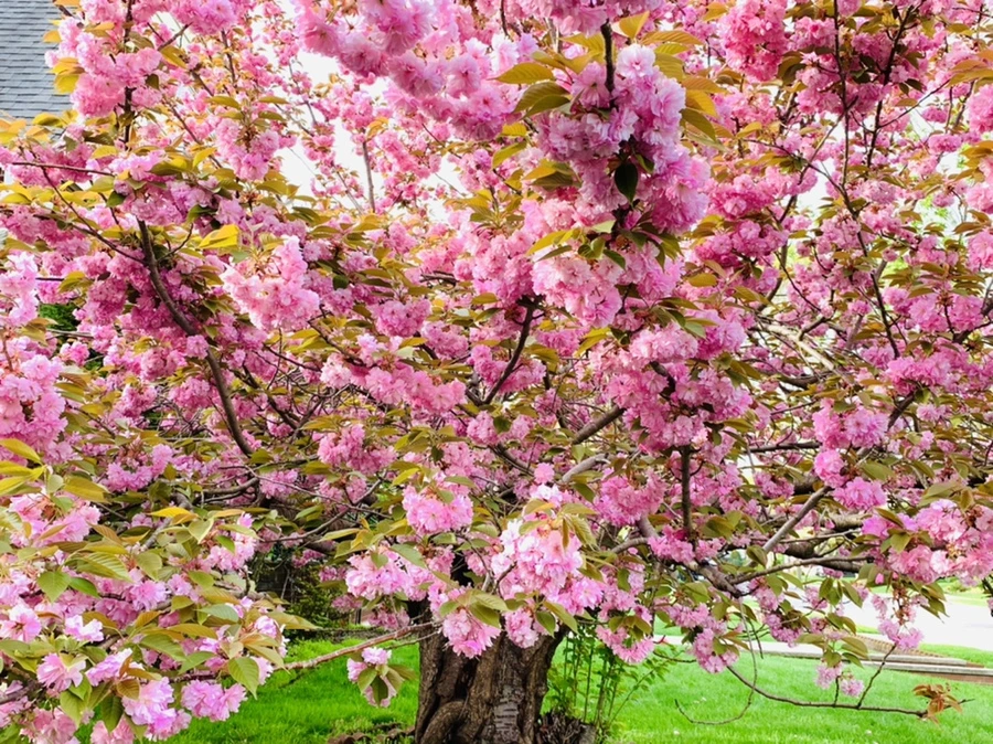 IMG_6709.jpg?type=w966