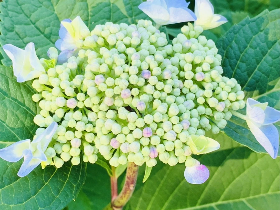 IMG_6299.jpg?type=w966