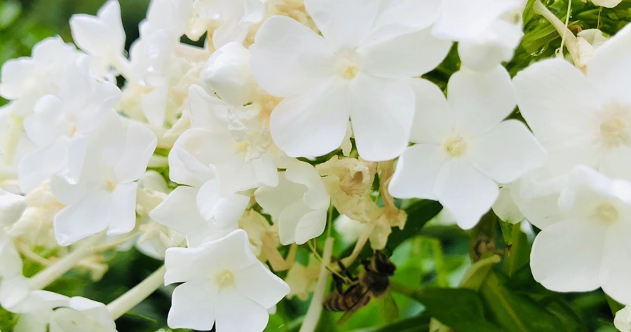 IMG_3686.jpg?type=w966