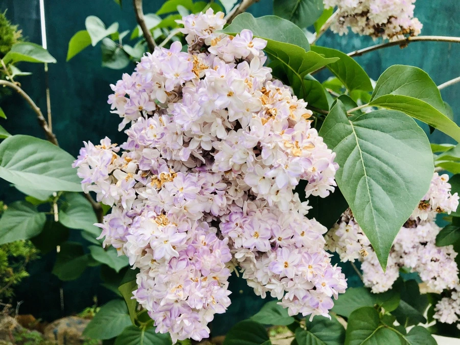 IMG_7375.jpg?type=w966