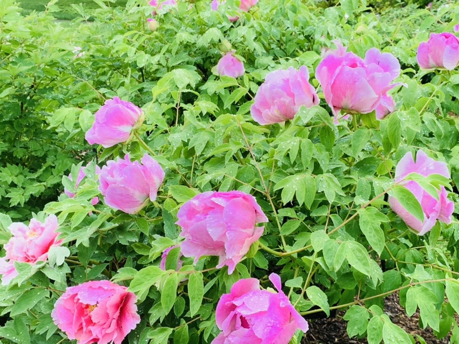 IMG_9997.jpg?type=w966