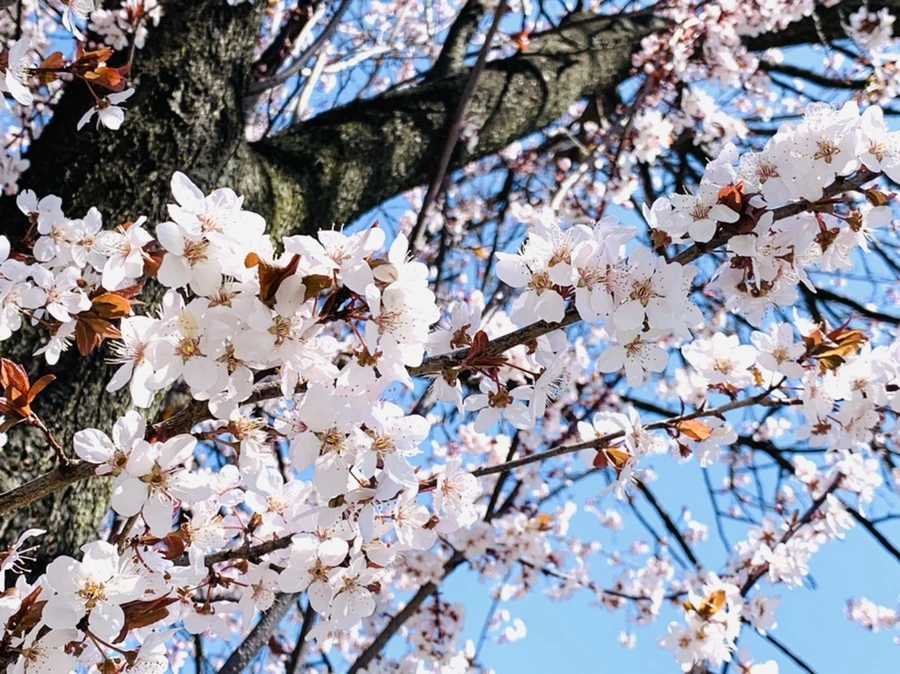 IMG_7961.jpg?type=w966