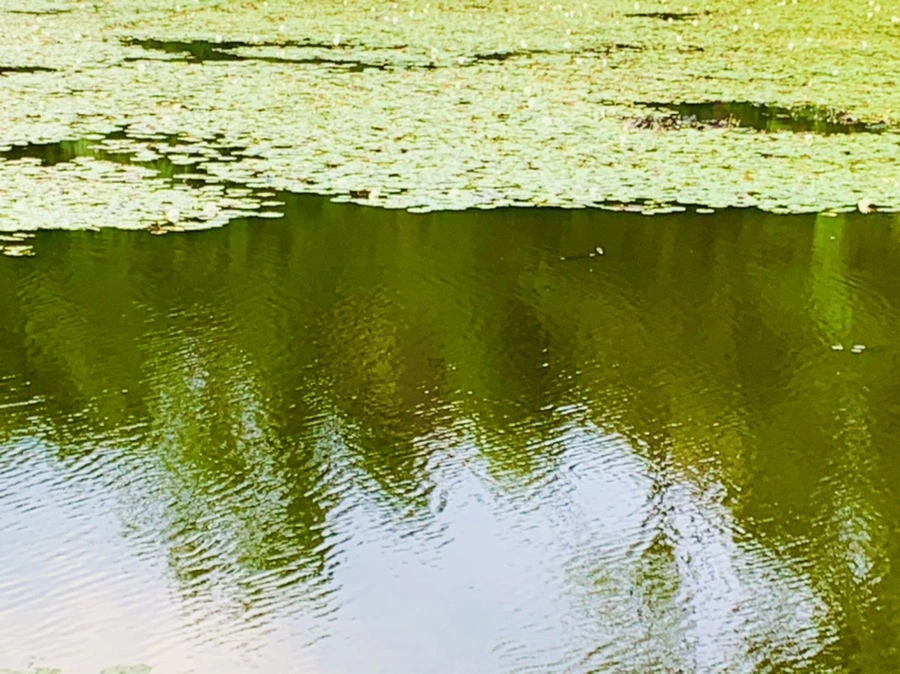 IMG_5830.jpg?type=w966