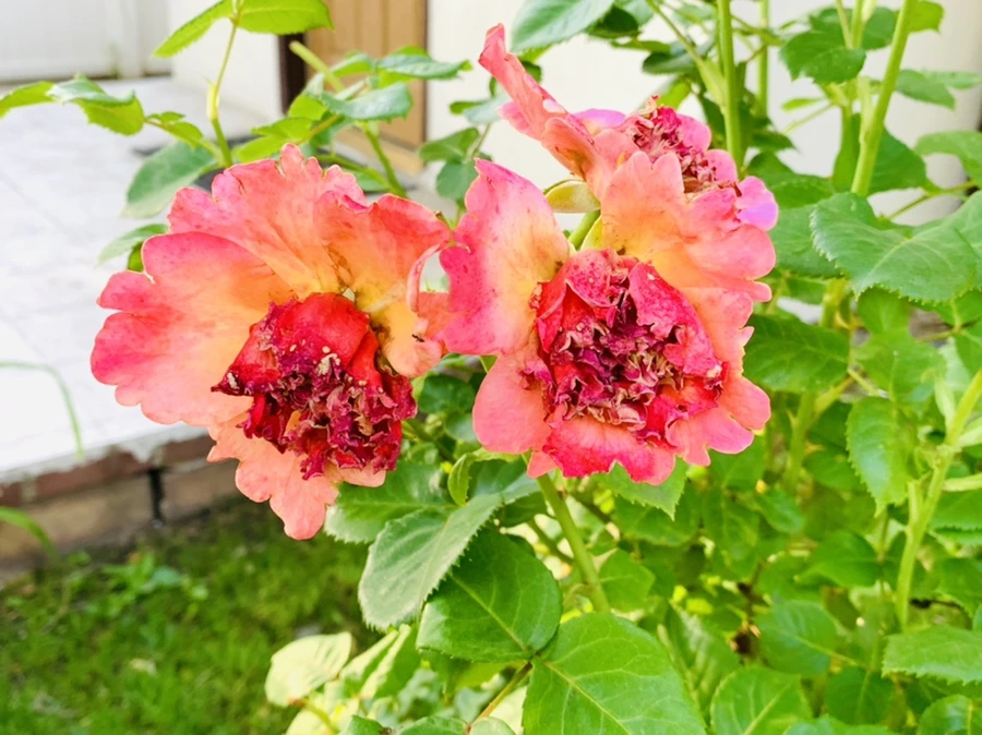 IMG_3034.jpg?type=w966