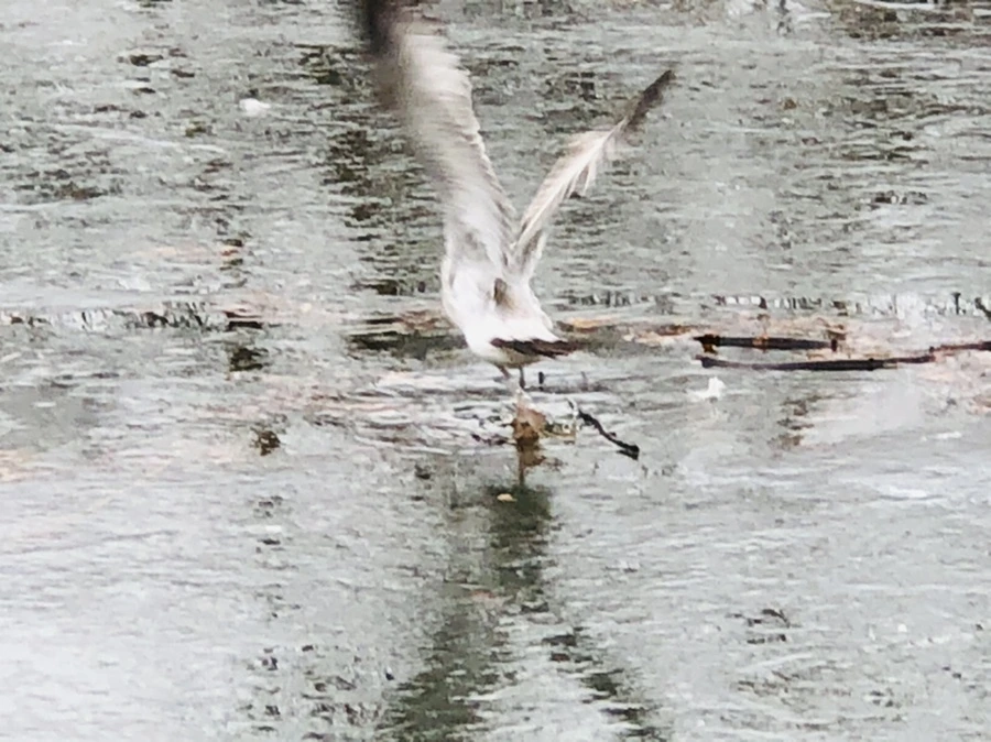 IMG_3131.jpg?type=w966