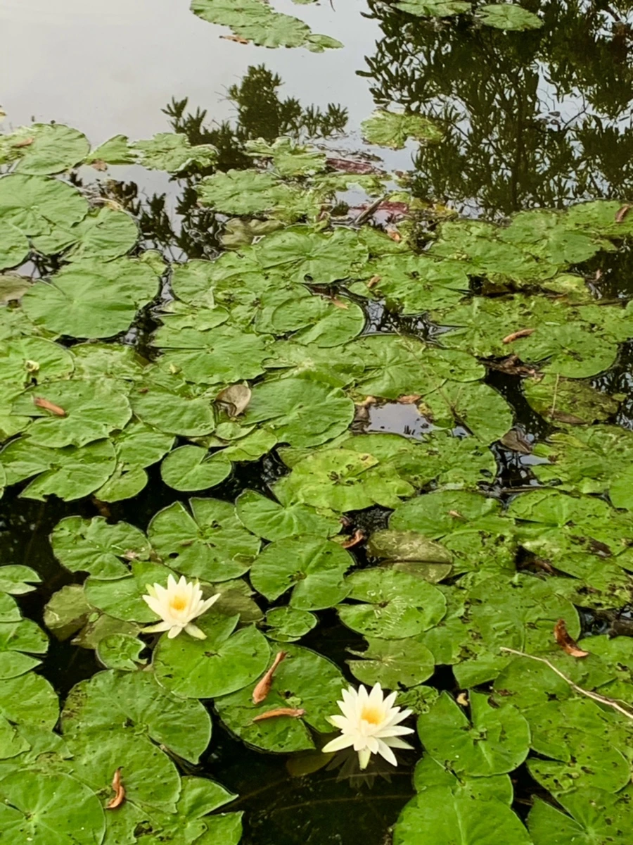 IMG_1836.jpg?type=w966