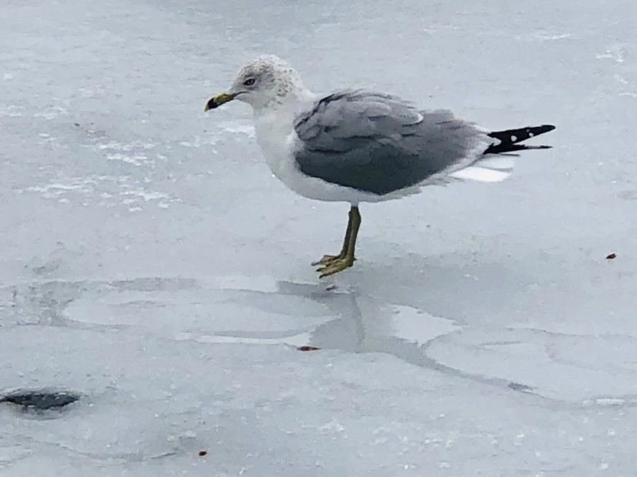 IMG_6318.jpg?type=w966