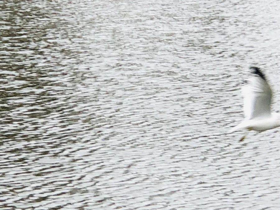 IMG_9591.jpg?type=w966