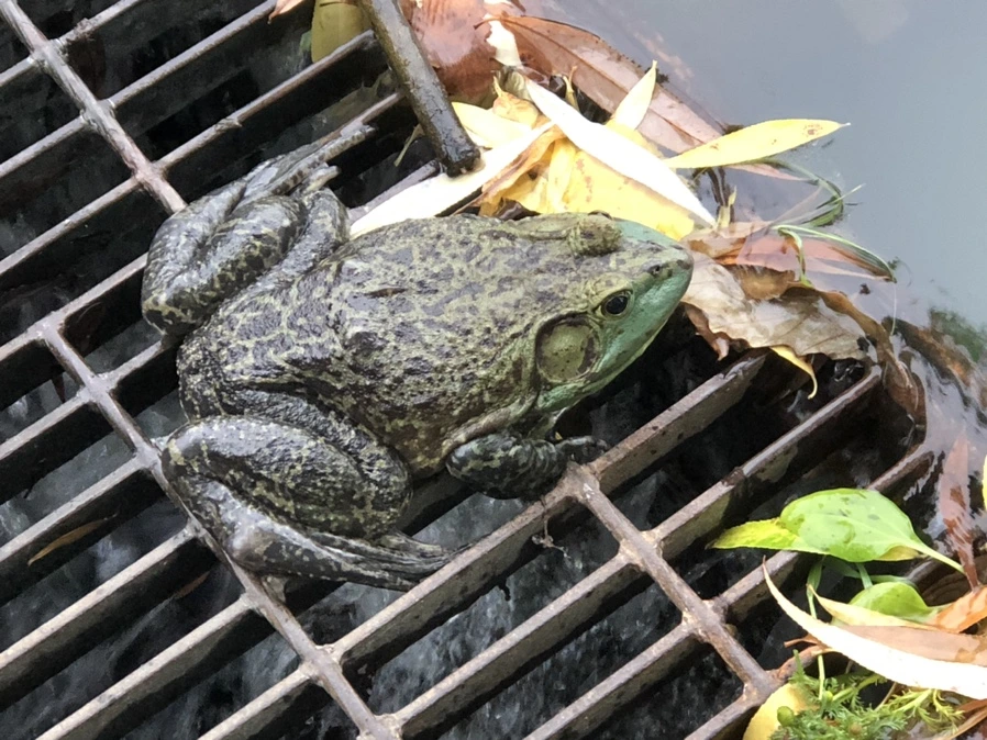 IMG_1235.jpg?type=w966