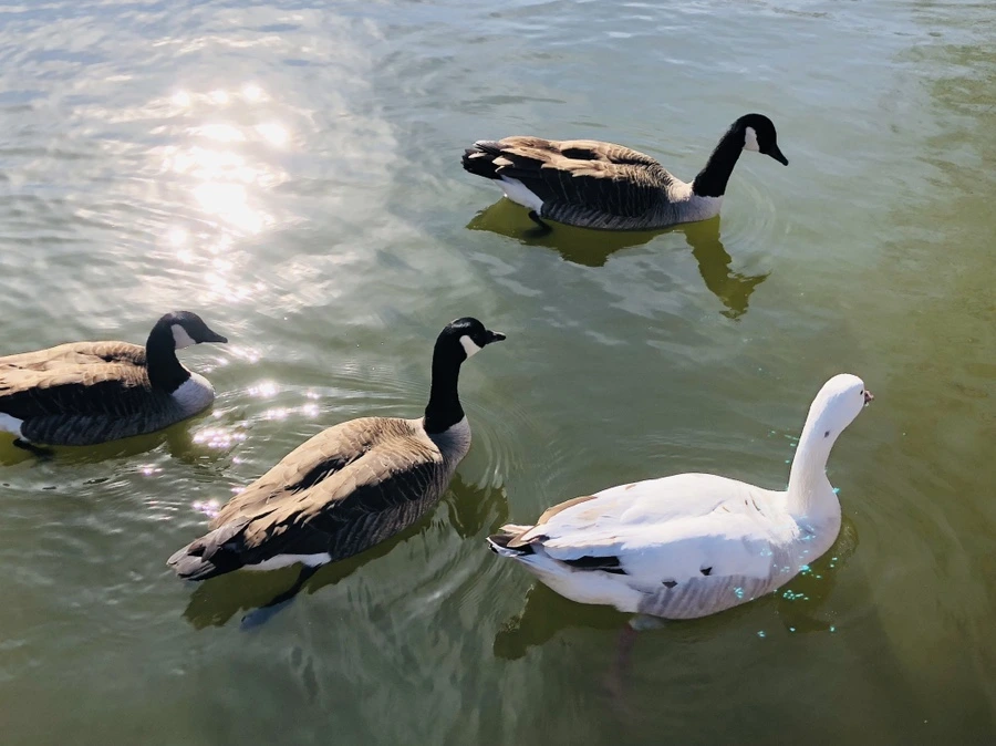 IMG_9507.jpg?type=w966