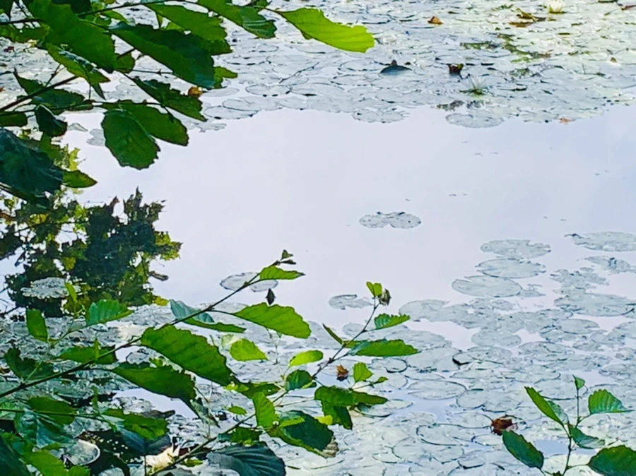 IMG_1271.jpg?type=w966