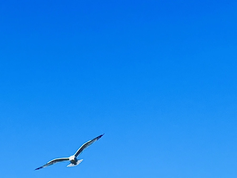 IMG_9061.jpg?type=w966