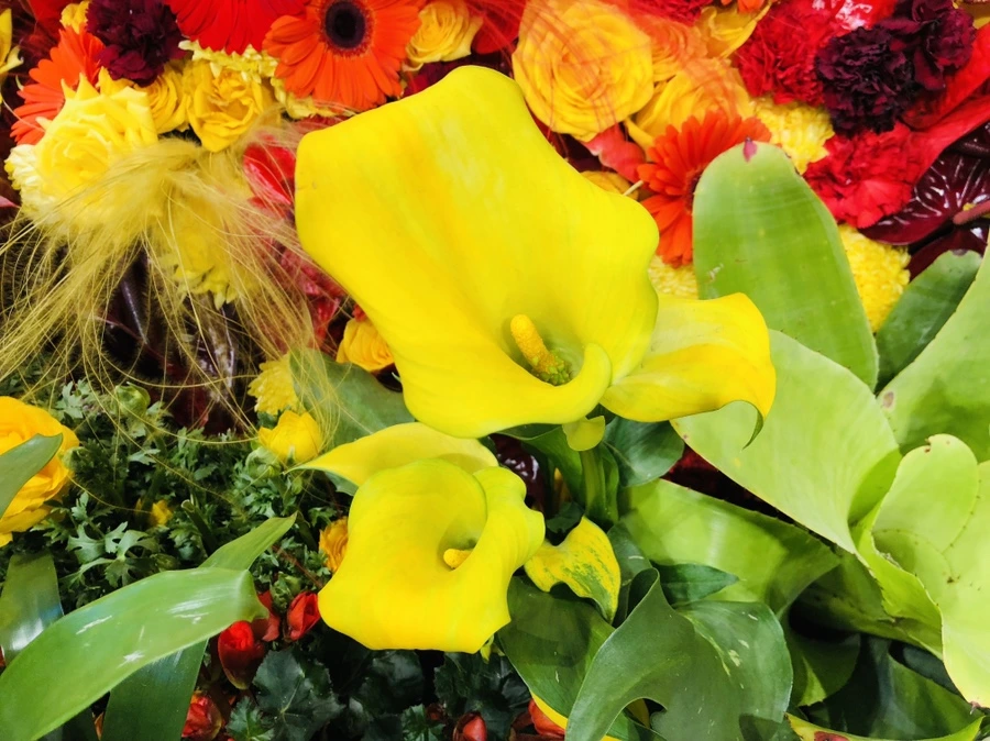 IMG_1820.jpg?type=w966