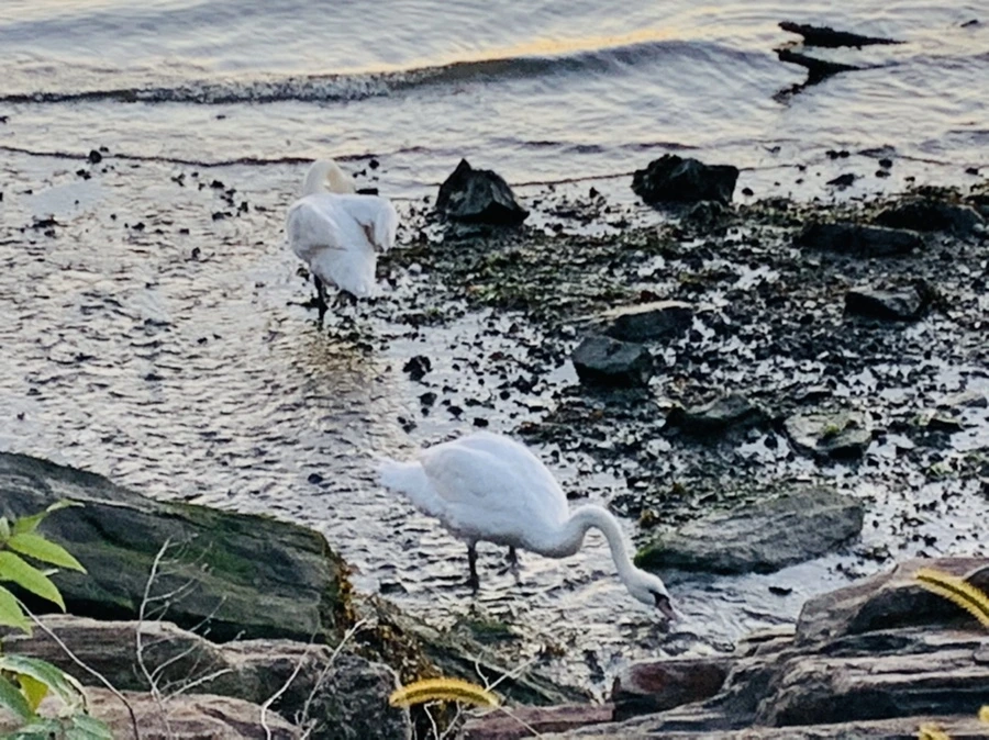 IMG_9470.jpg?type=w966