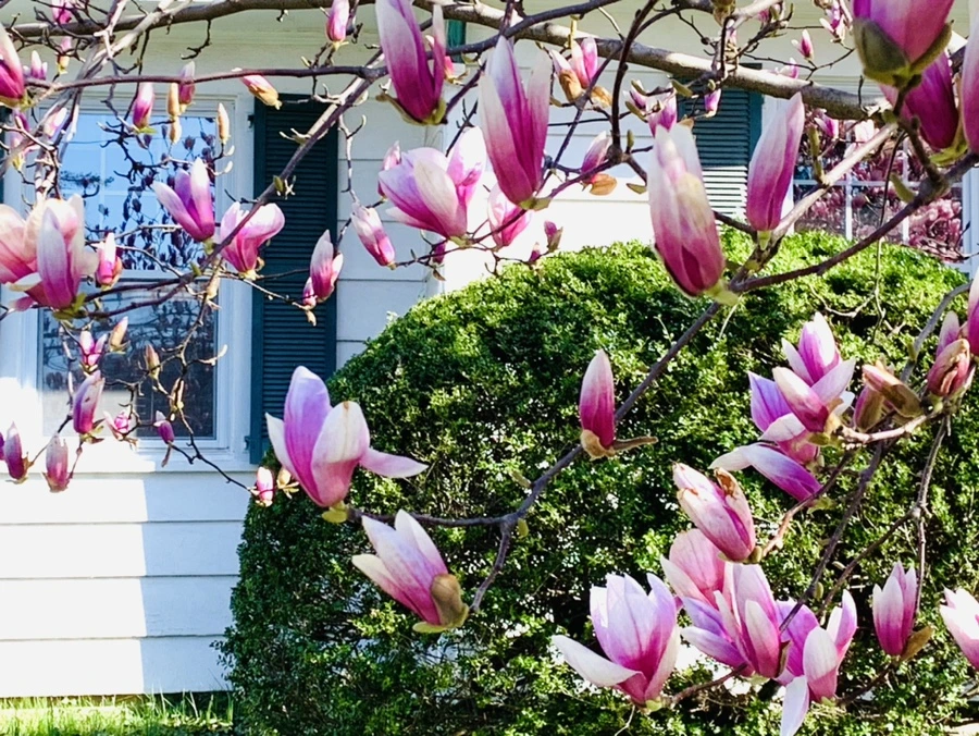 IMG_7516.jpg?type=w966