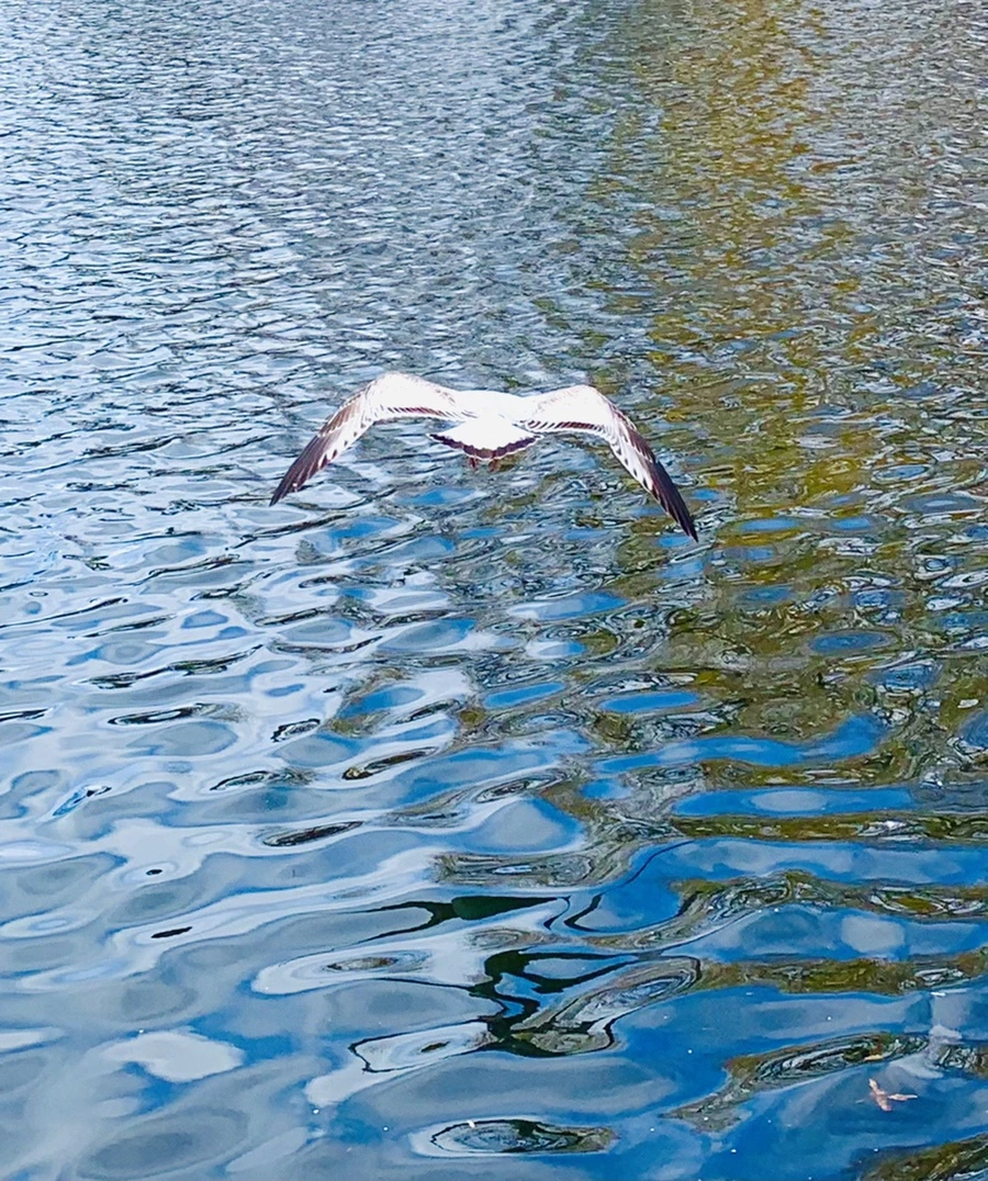 IMG_7719.jpg?type=w966