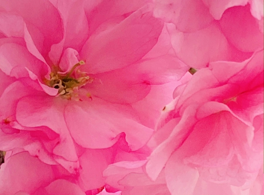 IMG_5503.jpg?type=w966