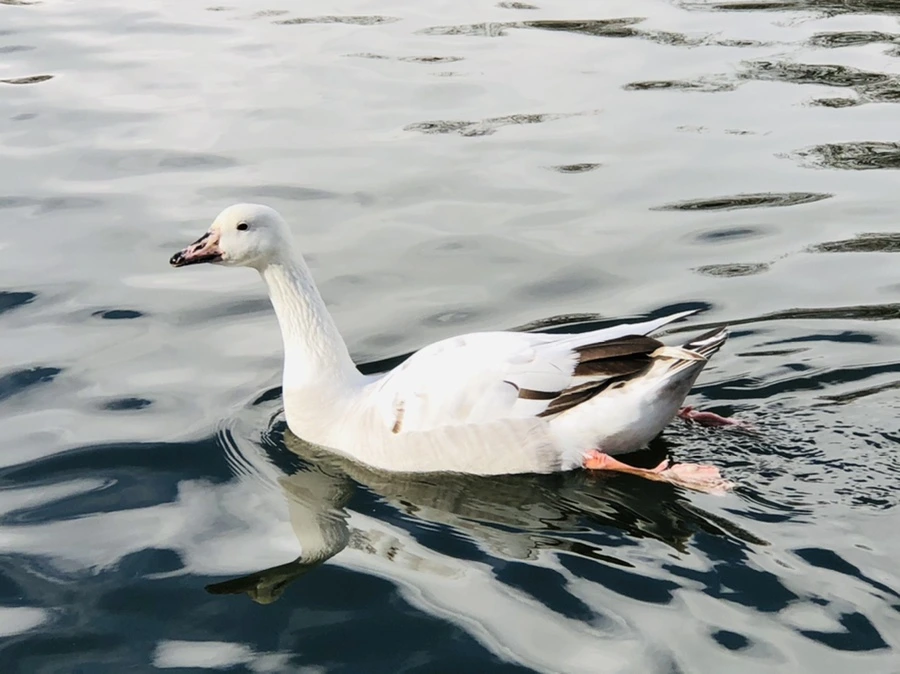 IMG_3536.jpg?type=w966