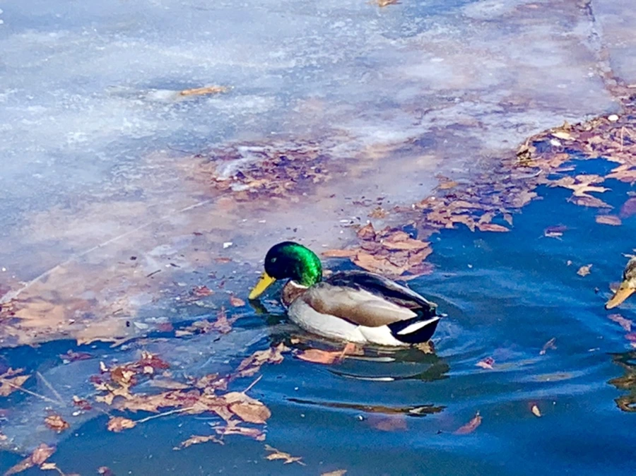 IMG_6807.jpg?type=w966