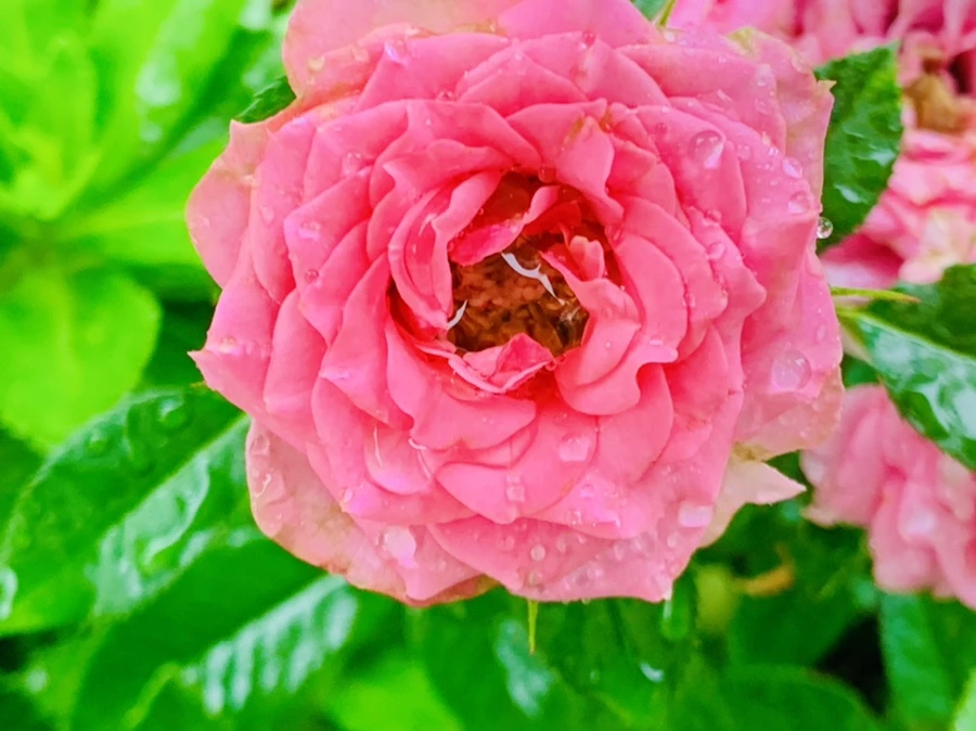 IMG_3763.jpg?type=w966