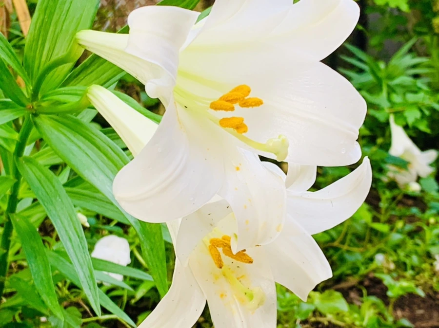 IMG_1013.jpg?type=w966