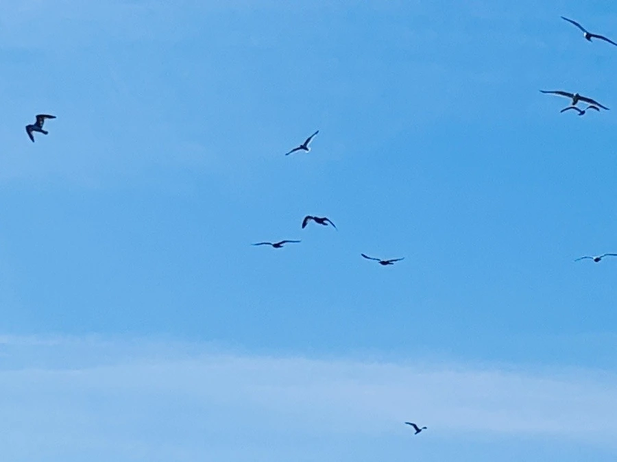 k4OU2imvzLGPF1zj03vS8nSjs2w