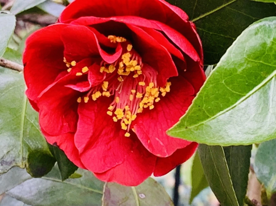 IMG_6629.jpg?type=w966