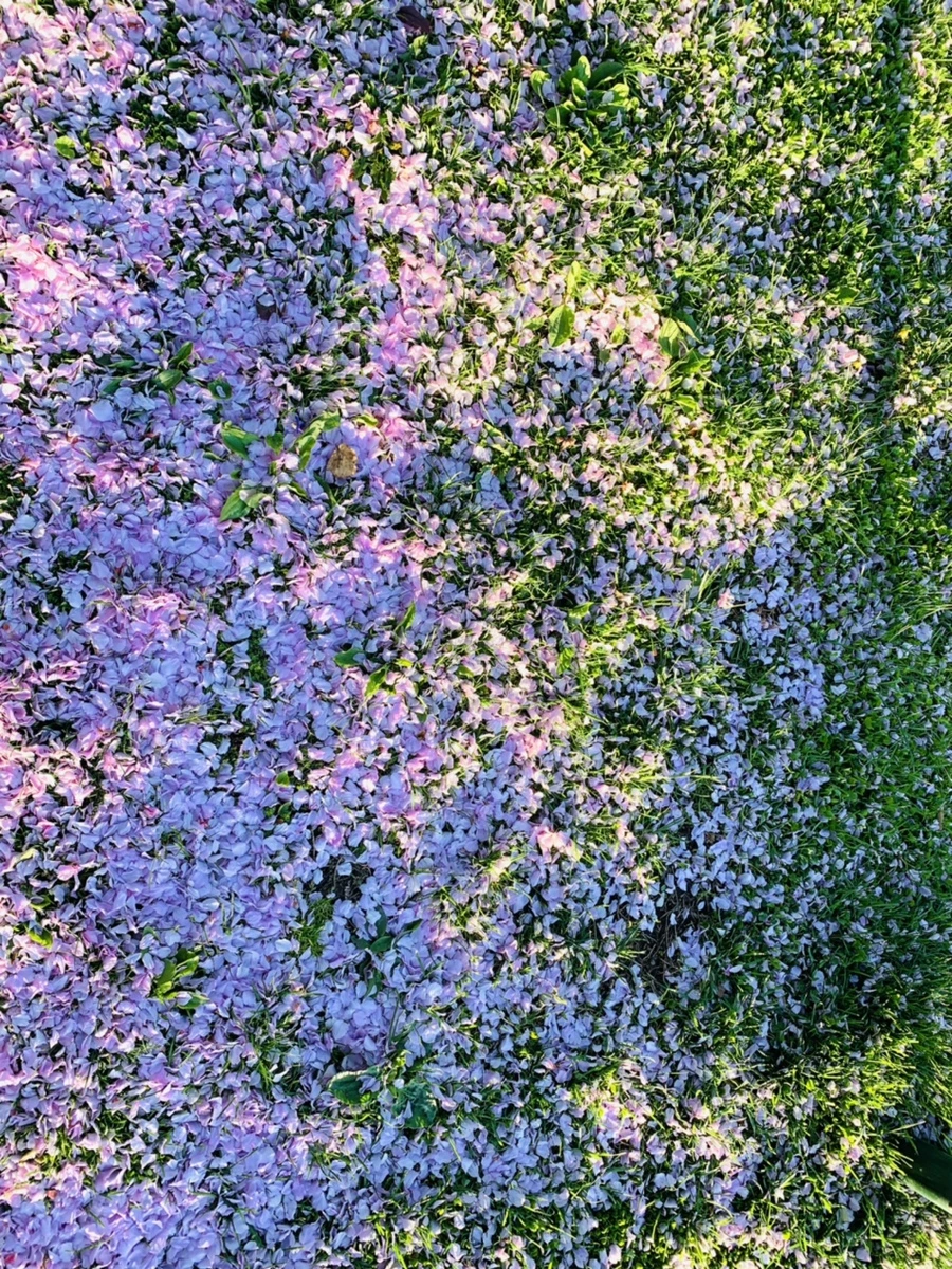 IMG_5505.jpg?type=w966