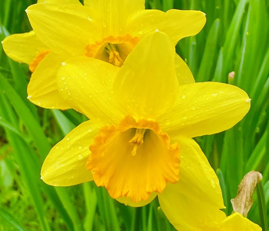 IMG_7450.jpg?type=w966