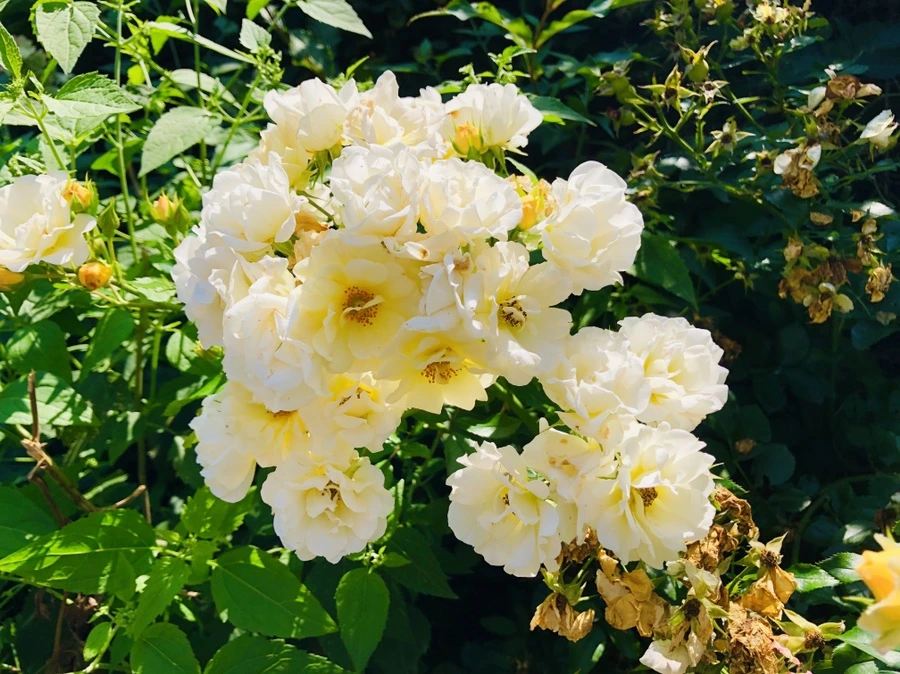 IMG_9692.jpg?type=w966