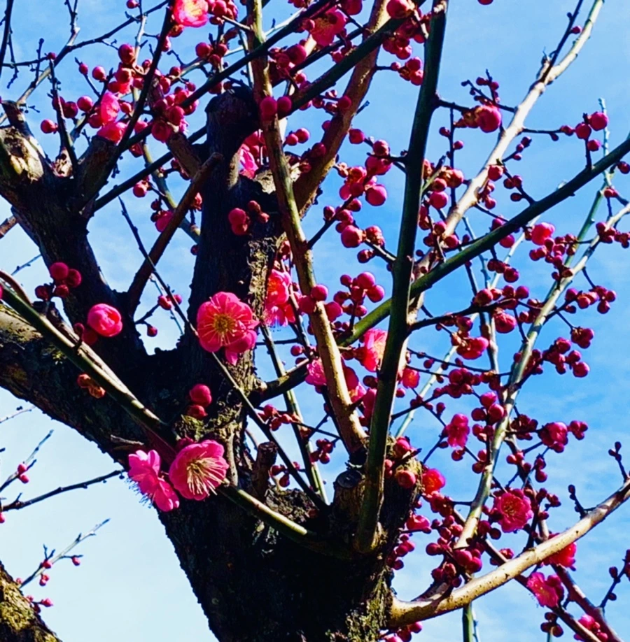 IMG_0565.jpg?type=w966