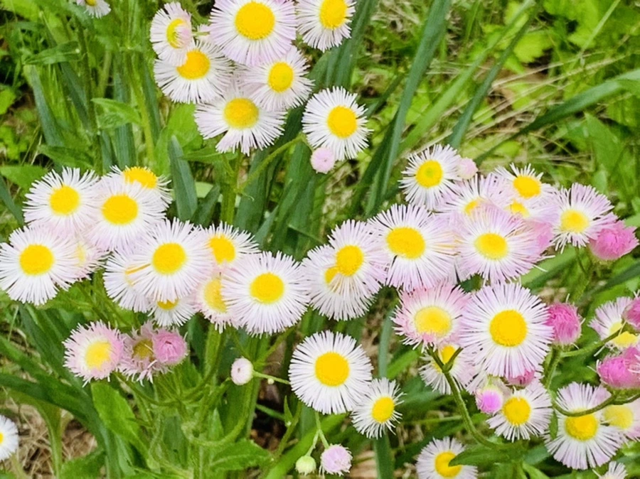 IMG_5041.jpg?type=w966