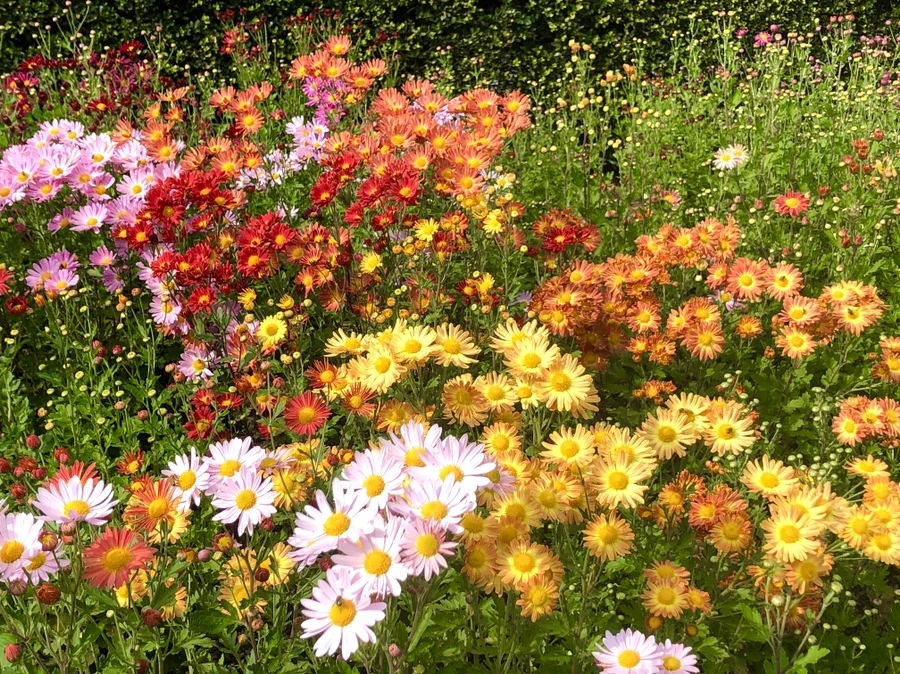 IMG_1997.jpg?type=w966