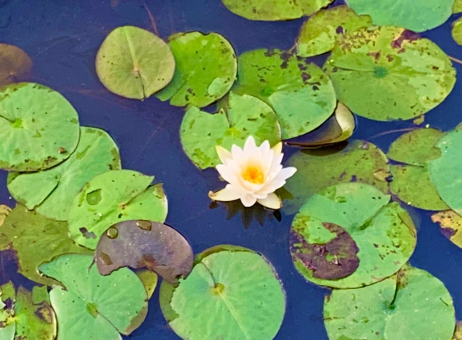 IMG_1076.jpg?type=w966