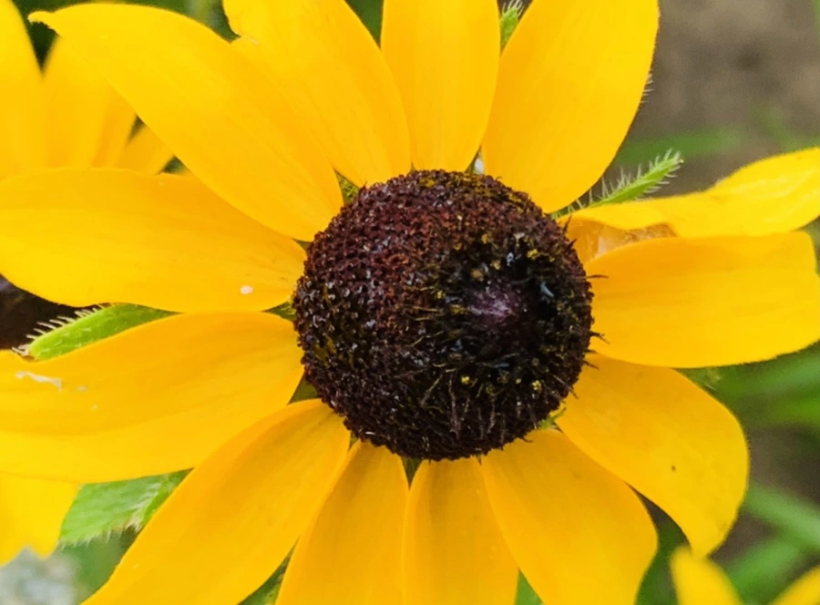 IMG_6856.jpg?type=w966